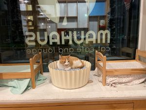 Love this car at Mauhaus Cat Cafe in Maplewood