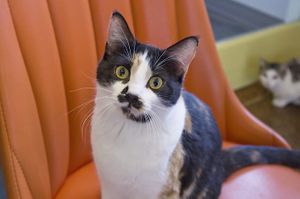 Cars everywhere at Mauhaus Cat Cafe in Maplewood