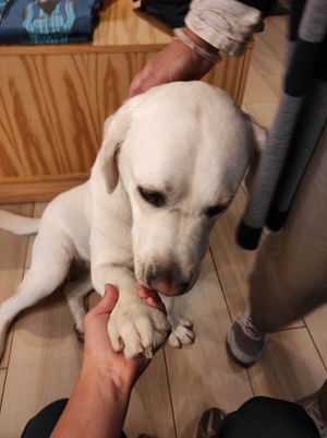 Lula 💕💕💕 at Ideas Peregrinas in Tui