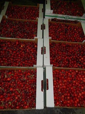 Cherries at Agraria Koper in Koper