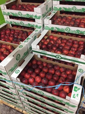 Nectarines at Agraria Koper in Koper