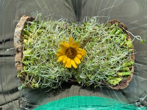 Avocado toast  at The Wellness Refinery in Sauble Beach