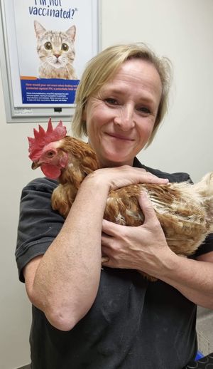 Vet visit for Vadar at Lucky Stars Sanctuary in Wootton