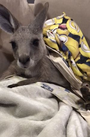 Wildlife care at Lucky Stars Sanctuary in Wootton