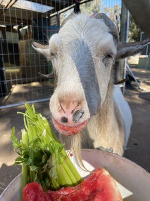 Hamish chowing down some watermelon on a hot day at Lucky Stars Sanctuary in Wootton