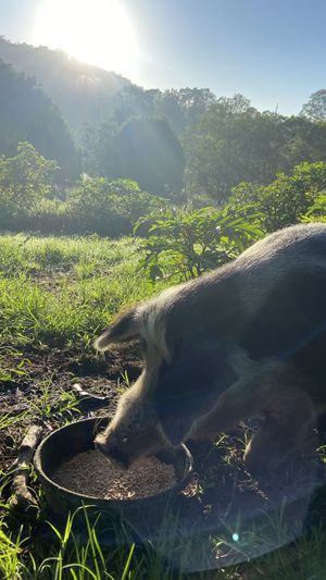   at Farm Animal Rescue in Dayboro