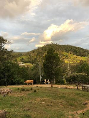 Farm animal rescue at Farm Animal Rescue in Dayboro