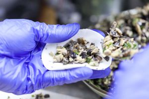 Handmade by our chefs - Vegetarian Dim Sum Assortment at Boa-Bao in Porto