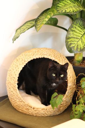  at GYS - Amsterdamsestraatweg in Utrecht