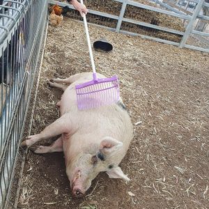 . at Fairview Lodge Animal Rescue in Fairview Park