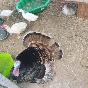 . at Fairview Lodge Animal Rescue in Fairview Park