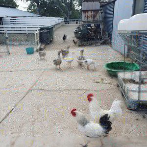 . at Fairview Lodge Animal Rescue in Fairview Park