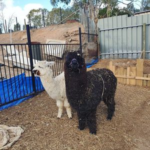 . at Fairview Lodge Animal Rescue in Fairview Park