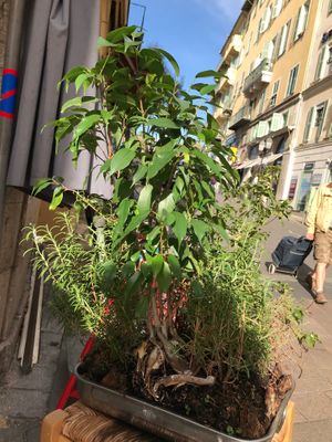 A must to have : lemon juice and homemade fries . 

Come with an empty stomach  at Le Falafel in Nice