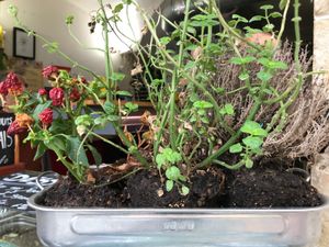 His little garden ! at Le Falafel in Nice