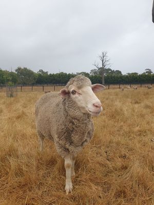  at Edgar's Mission in Lancefield