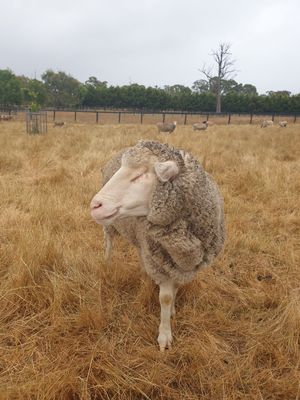  at Edgar's Mission in Lancefield