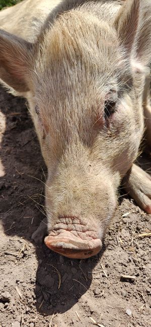  at Edgar's Mission in Lancefield