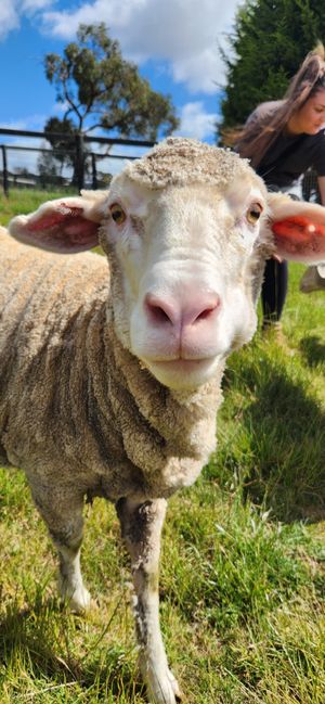  at Edgar's Mission in Lancefield