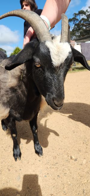  at Edgar's Mission in Lancefield