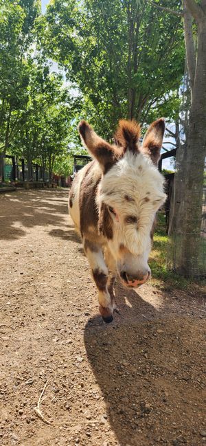  at Edgar's Mission in Lancefield