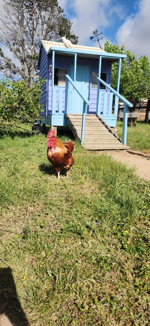  at Edgar's Mission in Lancefield