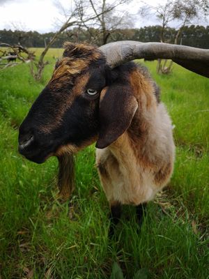  at Greener Pastures Sanctuary in Waroona