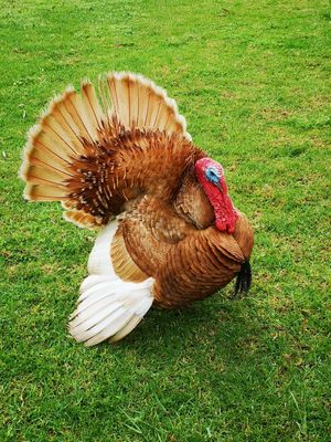 at Greener Pastures Sanctuary in Waroona
