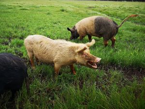  at Greener Pastures Sanctuary in Waroona