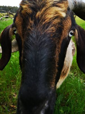  at Greener Pastures Sanctuary in Waroona