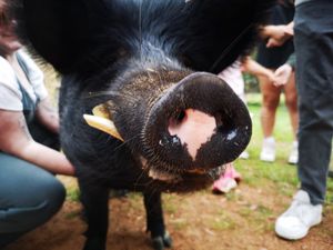  at Greener Pastures Sanctuary in Waroona