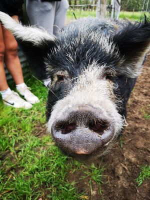  at Greener Pastures Sanctuary in Waroona