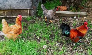  at Greener Pastures Sanctuary in Waroona