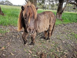  at Greener Pastures Sanctuary in Waroona