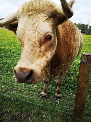  at Greener Pastures Sanctuary in Waroona