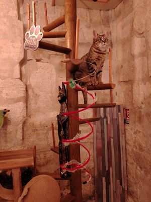 Gattino at La Compagnie des Chats in Avignon