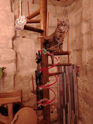 Gattino at La Compagnie des Chats in Avignon