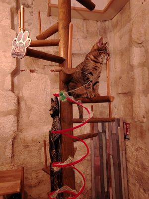 Gattino at La Compagnie des Chats in Avignon
