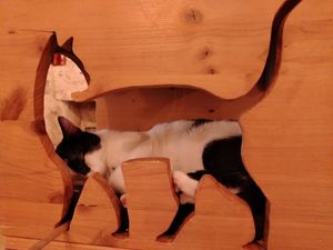 Gattino che dorme at La Compagnie des Chats in Avignon