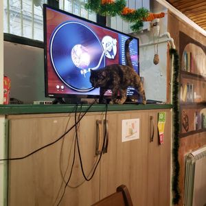 Die Katze at Mama Terra Veggie Corner in Tbilisi