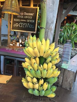 Homegrown bananas at Sea Salt Restaurant in Koh Samui