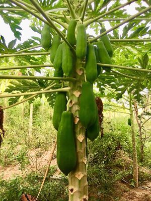 Homegrown at Sea Salt Restaurant in Koh Samui