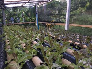 Homegrown salad leaves with aquaponics at Sea Salt Restaurant in Koh Samui