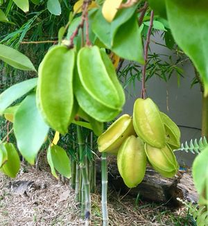 Homegrown star fruit at Sea Salt Restaurant in Koh Samui