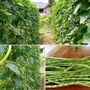 Homegrown at Sea Salt Restaurant in Koh Samui