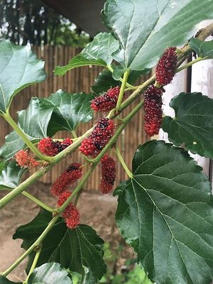 Delicious berries at Sea Salt Restaurant in Koh Samui
