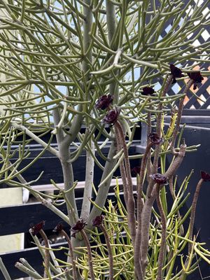 The succulent garden is so nice 🥰  at Vegan Popup By XMarket in Venice