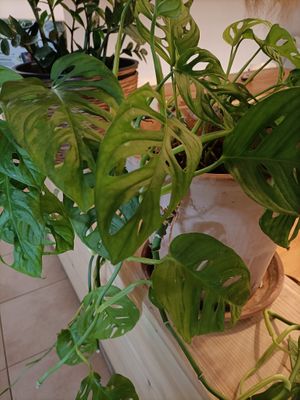 RELAX TAKE YOUR BREAK at Avocado Mallorca in Mallorca