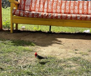 Various pretty birds at The Sunrise Shack - Hale'iwa in Haleiwa