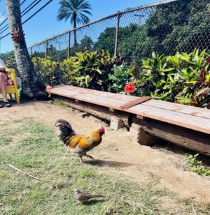 Chickens & a rooster at The Sunrise Shack - Hale'iwa in Haleiwa